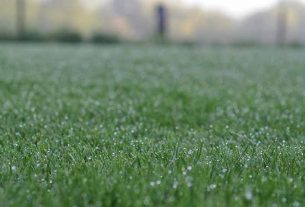 How to maintain your lawn in Sydney